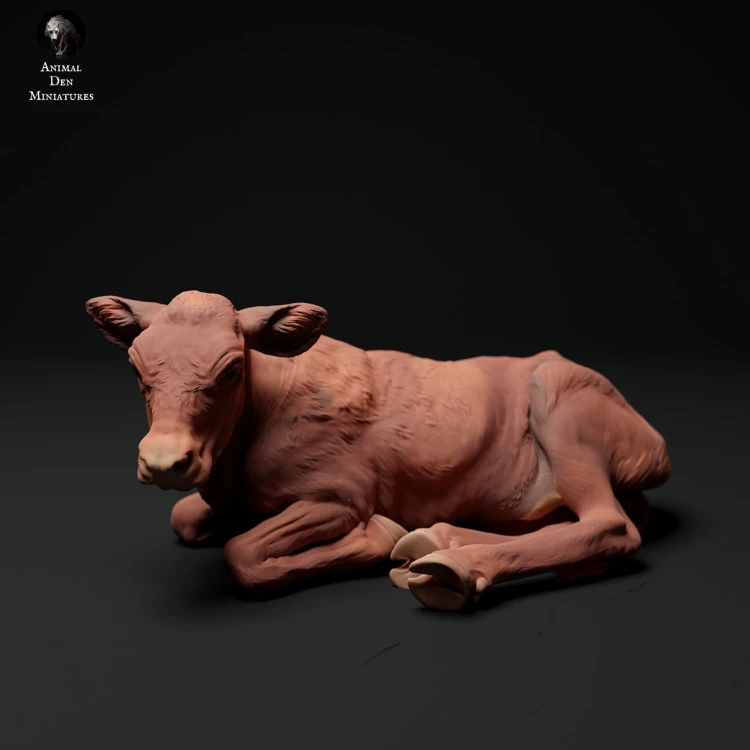 35130338_red-devon-calf-lying-3.jpg
