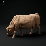 35130340_red-devon-cow-grazing-2.jpg