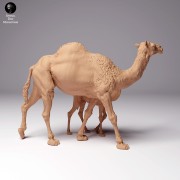 35130261_dromedary-camel-female-with-calf-2.jpg