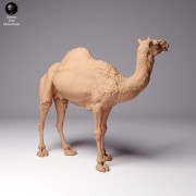 35130259_dromedary-camel-male-1.jpg