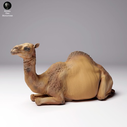 35130260_dromedary-camel-female-3.jpg