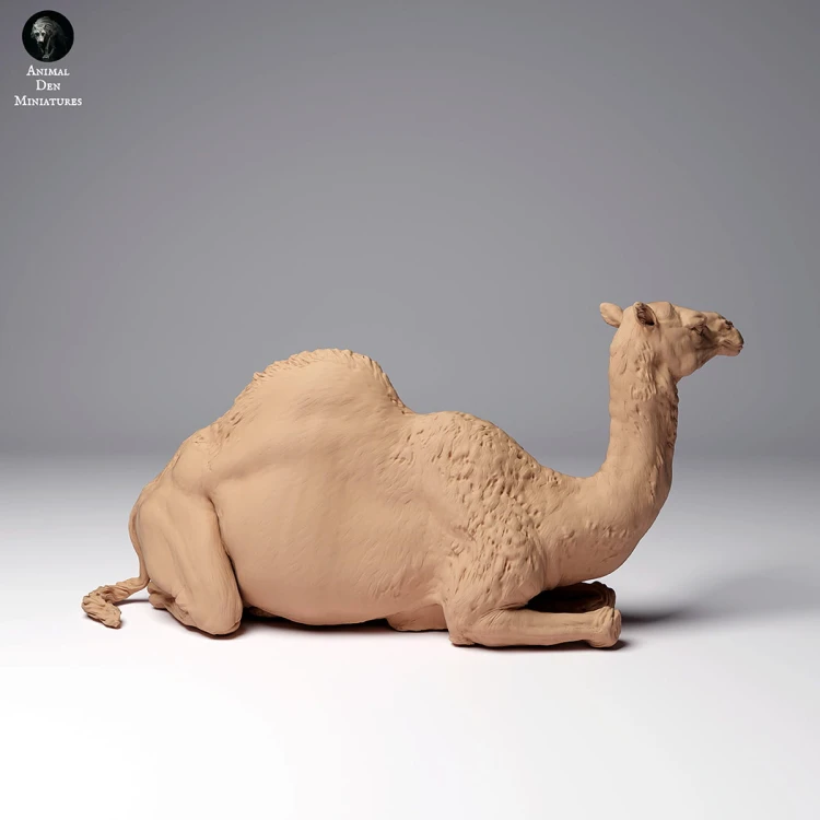35130260_dromedary-camel-female-2.jpg