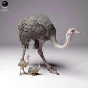 35130263_ostrich-female-with-chick-3.jpg
