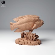 99161102_napoleon_wrasse_1.jpg