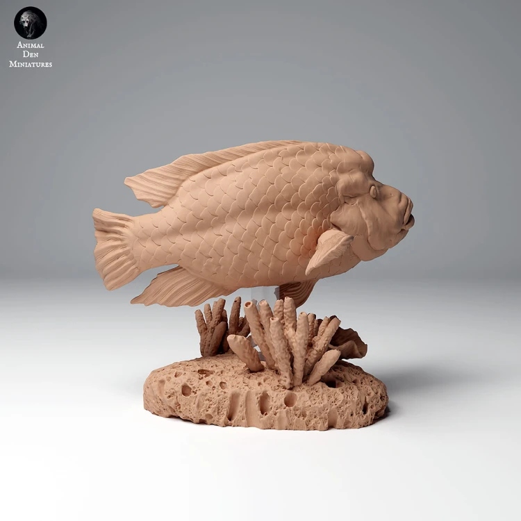 99161102_napoleon_wrasse_1.jpg