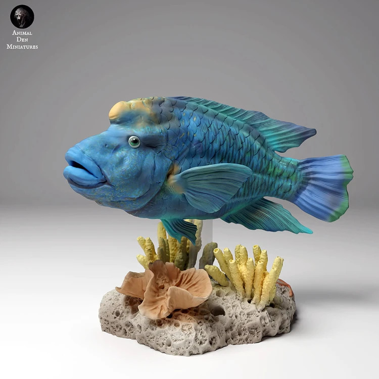 99161102_napoleon_wrasse_3.jpg