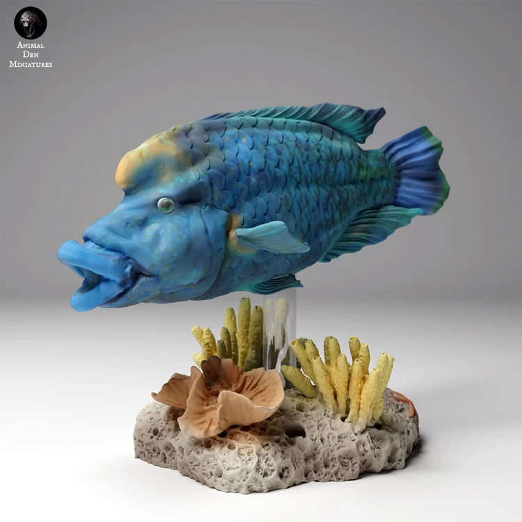 99161102_napoleon_wrasse2_1.jpg