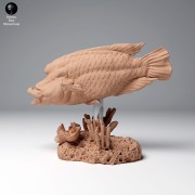 99161102_napoleon_wrasse2_2.jpg
