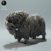 35130604_muskox-second-1.jpg