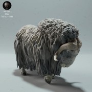 35130604_muskox-second-2.jpg