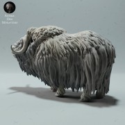 35130605_muskox-4.jpg