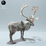 35130612_reindeer-stag-2.jpg