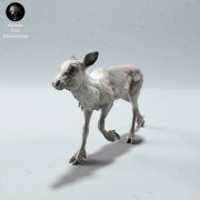 35130614_reindeer-calf-1.jpg