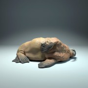 35130617_walrus-sleep_2.jpg