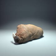 35130617_walrus-sleep_4.jpg