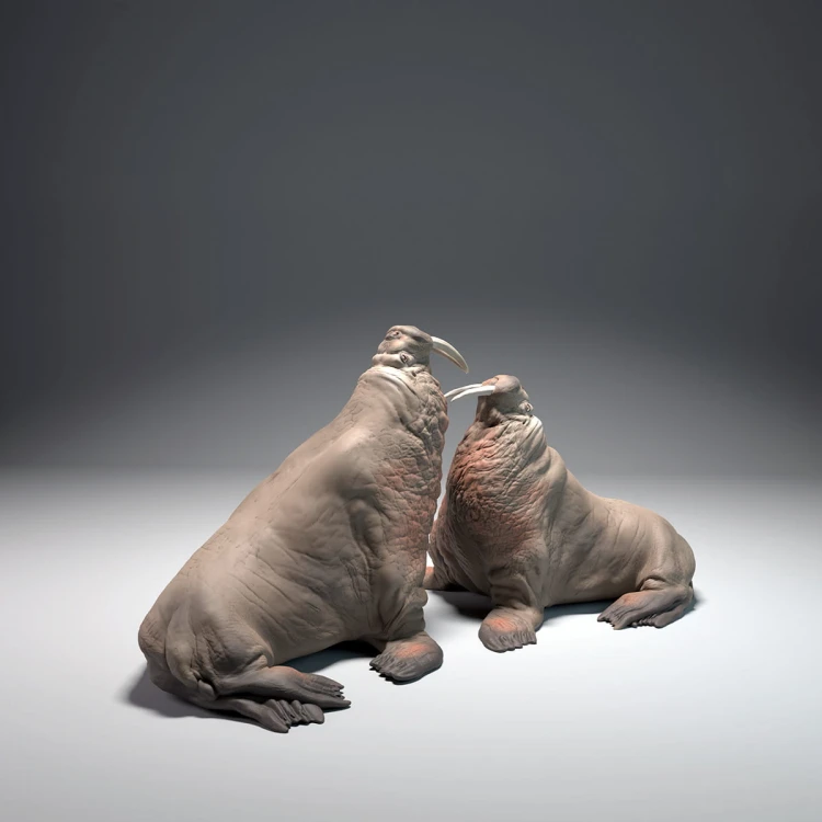 35130618_walrus-fight_3.jpg