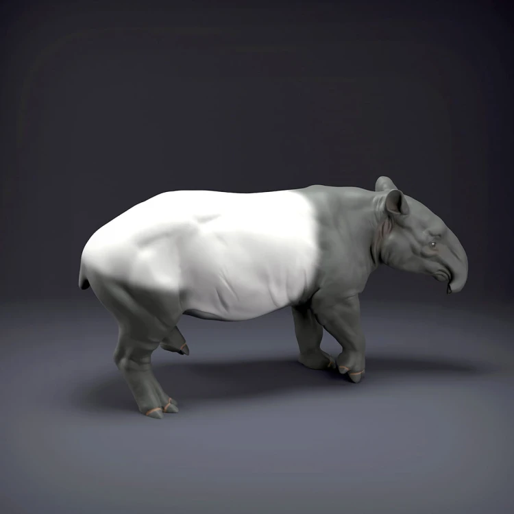 malayan-tapir-3.jpg