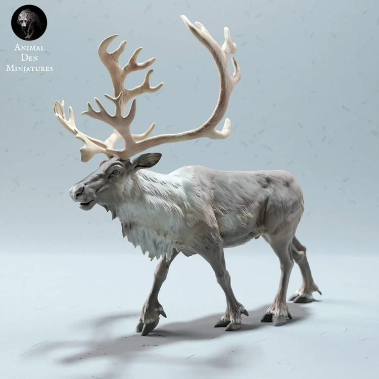 35130613_reindeer-stag-walk-1.jpg
