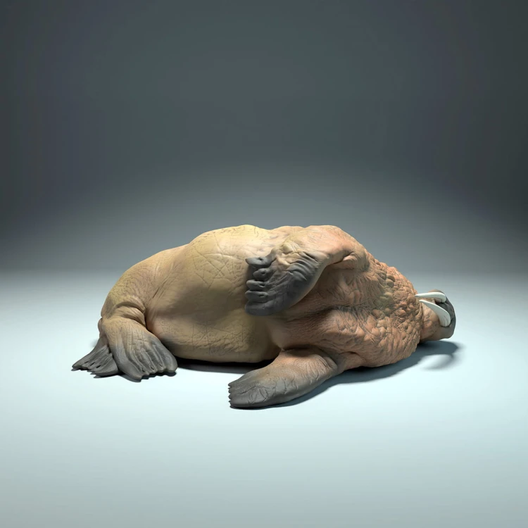 35130617_walrus-sleep_2.jpg