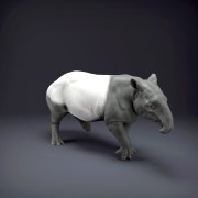 malayan-tapir-4.jpg