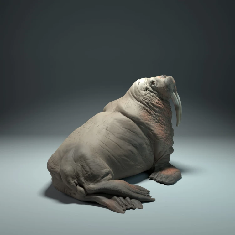 35130616_walrus_3.jpg