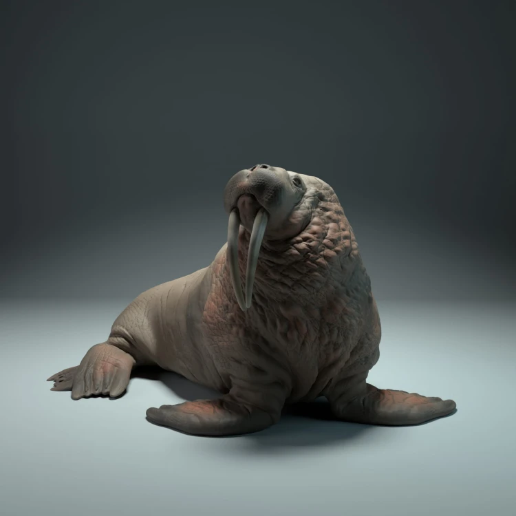 35130616_walrus_4.jpg