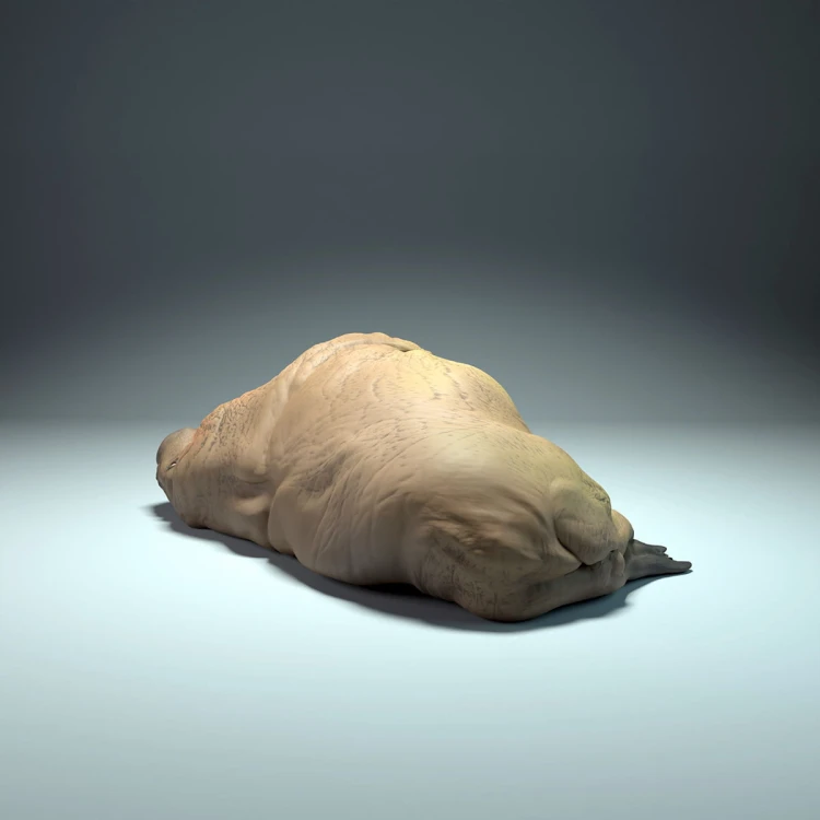 35130617_walrus-sleep_3.jpg