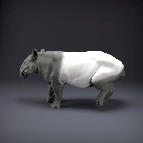 malayan-tapir-2.jpg
