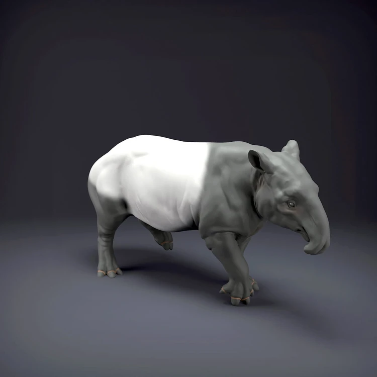 malayan-tapir-4.jpg