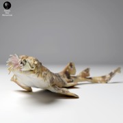 35130272_spotted_wobbegong_hunt_3.jpg