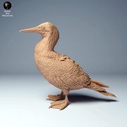 blue_footed_booby_1.jpg