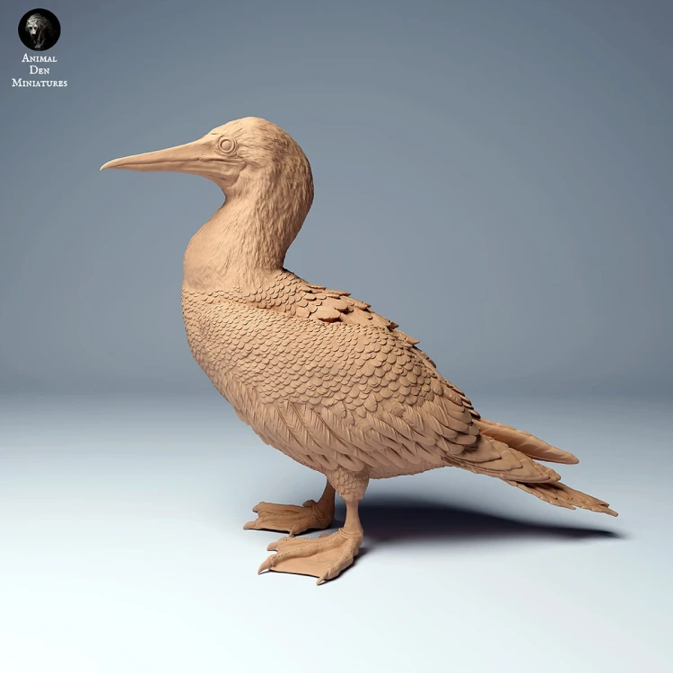 blue_footed_booby_1.jpg