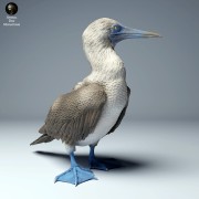 blue_footed_booby_4.jpg