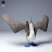 blue_footed_booby_dance_4.jpg