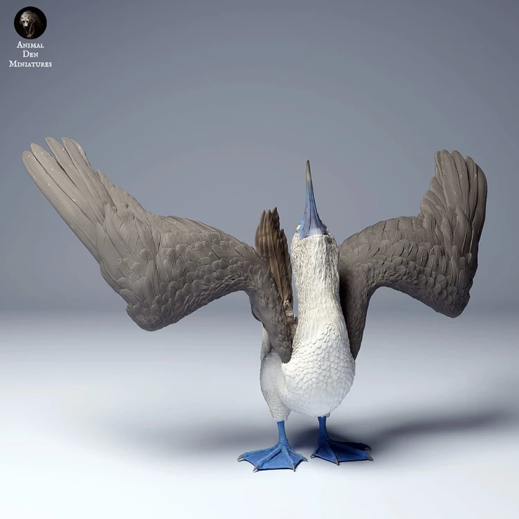blue_footed_booby_dance_4.jpg