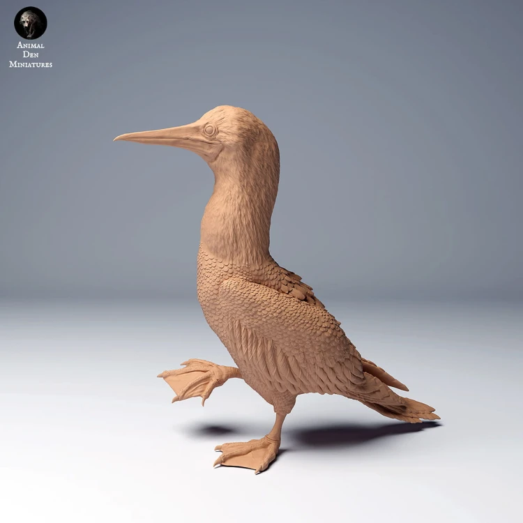 blue_footed_booby2_1.jpg