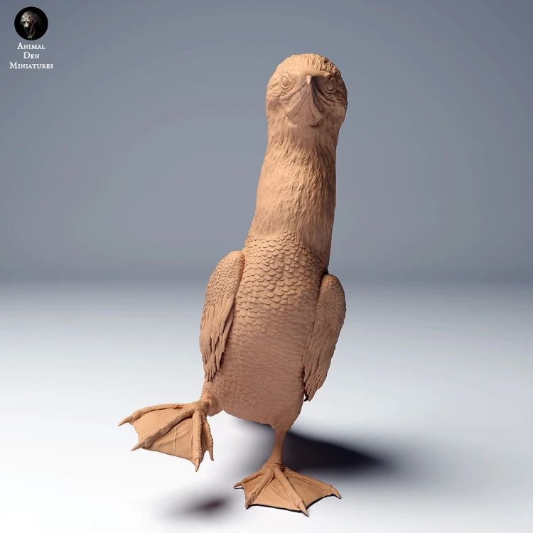 blue_footed_booby2_3.jpg