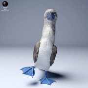 blue_footed_booby2_4.jpg