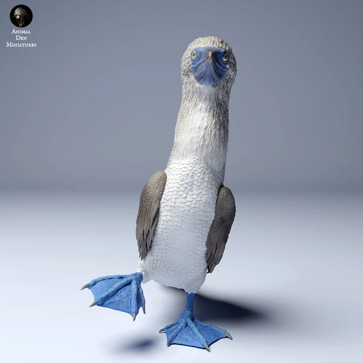 blue_footed_booby2_4.jpg
