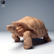 35130275_galapagos_tortoise_walk_2.jpg