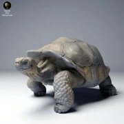35130275_galapagos_tortoise_walk_4.jpg