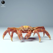 35130277_sally_lightfoot_crab_4.jpg