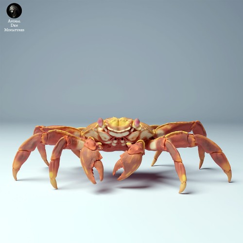 35130277_sally_lightfoot_crab_4.jpg