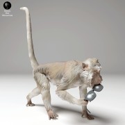 35130278_macaque_glasses_4.jpg