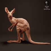 35130288_kangaroo-joey-1.jpg
