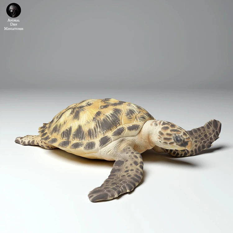 35130266_hawksbill_turtle_land_4.jpg