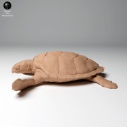 35130266_hawksbill_turtle_land_1.jpg