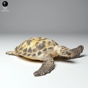 35130266_hawksbill_turtle_land_4.jpg