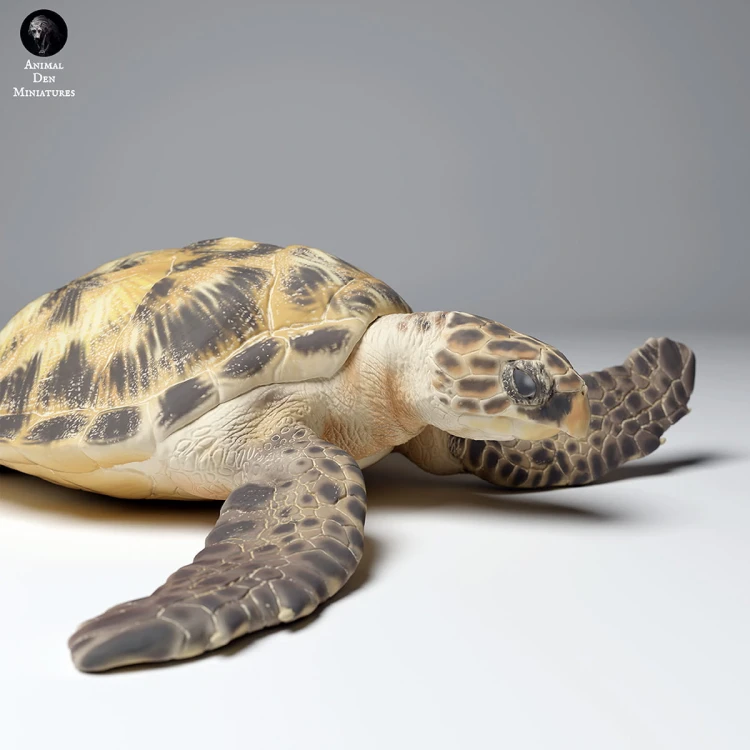 35130266_hawksbill_turtle_land_3.jpg
