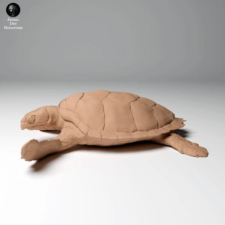 35130266_hawksbill_turtle_land_1.jpg